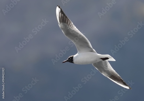 Fotografia Common Black-headed Gull in flight, Larus ridibundus, birds of Montenegro