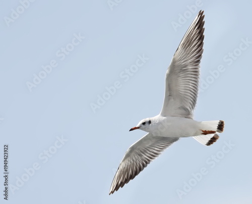 Common Black-headed Gull in flight, Larus ridibundus, birds of Montenegro