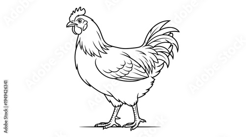 Detailed illustration of a rooster standing.
