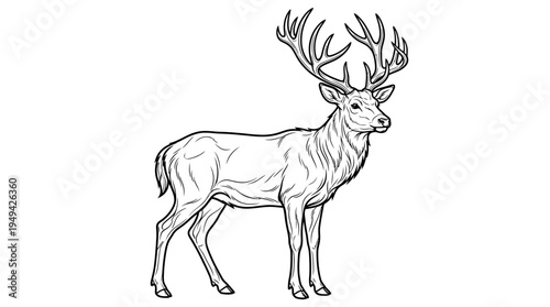 Detailed illustration of a standing deer.