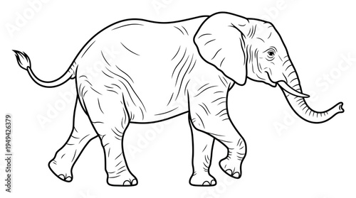 Large Gray Elephant Walking Forward Slowly.