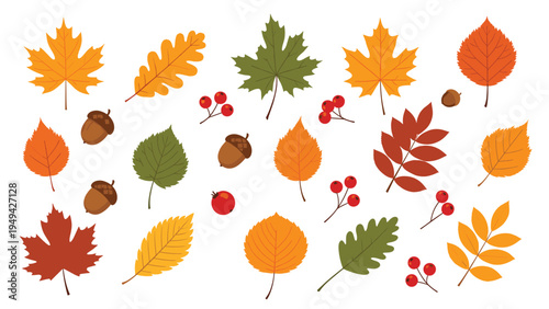 Comprehensive collection of various autumn leaves, berries, and acorns in fall colors for seasonal nature and garden themes.