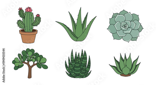 Illustrated succulents and cacti collection