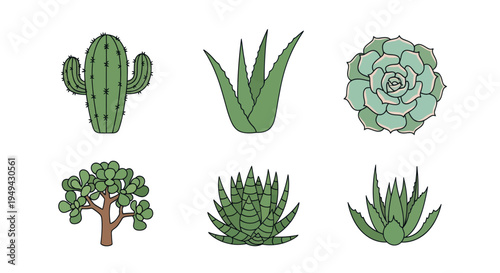 Illustrated succulents and cacti collection