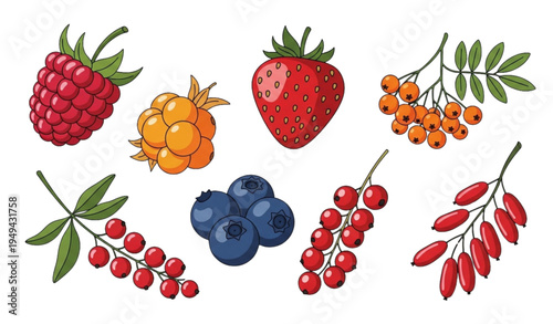Hand Drawn Assorted Berry Vector Illustration Set in Cartoon Flat Style