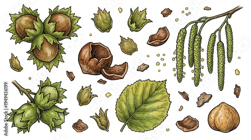 Hazelnuts and leaves are scattered on a surface with pods and seeds