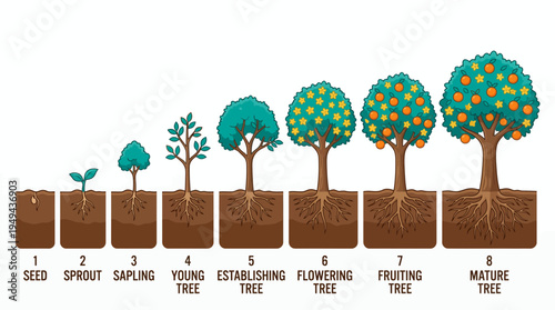 Cartoon flat illustration of the lifecycle of a fruit tree showing growth stages from seed to mature tree, concept for educational infographic, biological research and environmental science