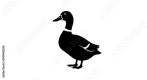 Black Silhouette of a Mallard Duck Standing on White Background