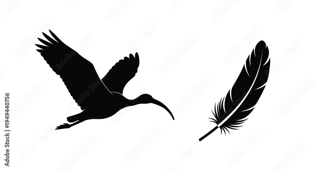 Fototapeta premium Silhouettes of a flying ibis and a single feather in black