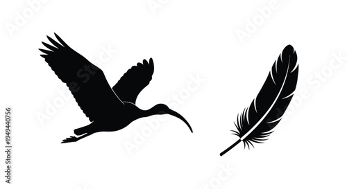 Silhouettes of a flying ibis and a single feather in black