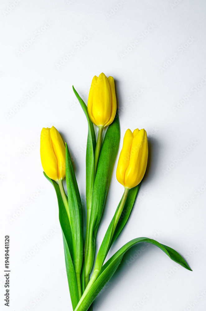 Fototapeta premium yellow tulips on white background