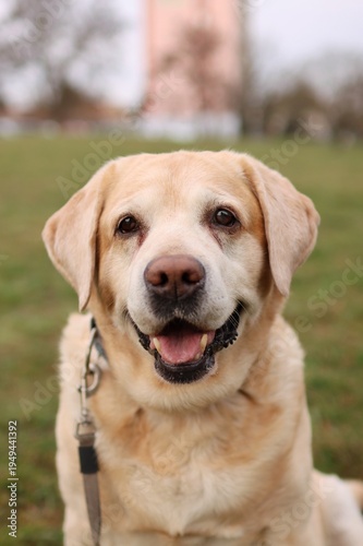 Old Labrador sitting in the park. Looks like he's smiling.
