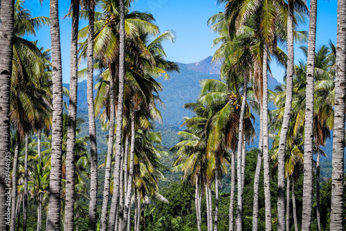 Valokuva Lush coconut palm trees growing in neat rows at a tropical plantation