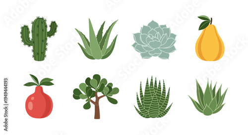 Illustrated cactus aloe vera and pear set
