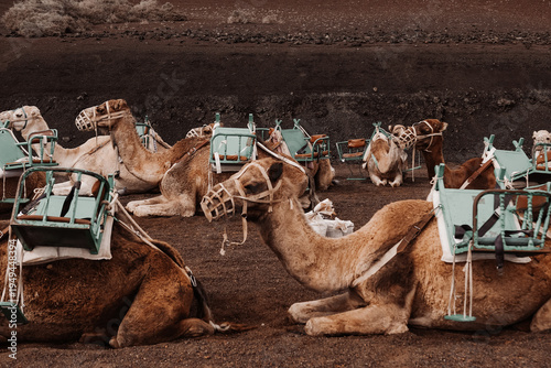 Lanzarote, camello