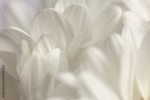 Wallpaper Mural Smoke close-up selective soft focus cream white, beige Chamomile, chrysanthemum, aster Flower Petals. Natural art blur neutral background. Torontodigital.ca