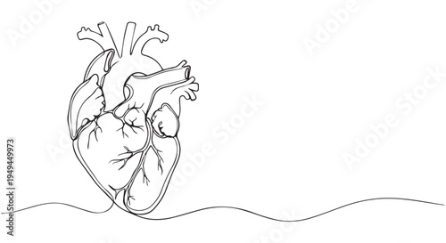 A detailed line drawing of a human heart with veins and arteries on a wavy background