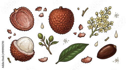 Lychee Fruit Botanical Illustration Set with Whole, Peeled, Seed, Leaf, and Flower Elements in Vintage Hand-Drawn Engraving Style. Exotic Tropical Fruit Vector Graphic Isolated on White.