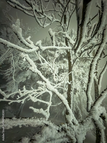 Trees in the snow in the evening in the cold