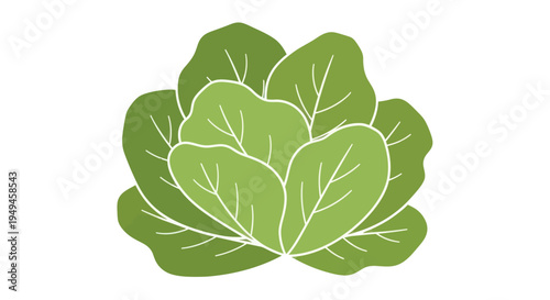 Green leafy vegetable close up.