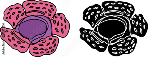 Corpse Flower Rafflesia Arnoldii Exotic Bloom Vector Illustration