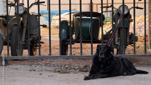 black labrador