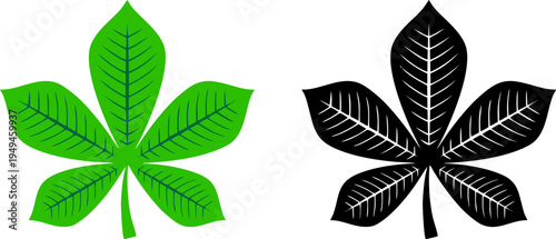 Horse Chestnut Buckeye Leaf Vector Silhouette and Color