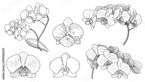engraved orchid flowers and branches