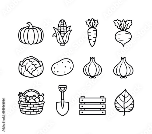 Autumn harvest vegetables: pumpkin, corn cob, carrot vegetable, beetroot vegetable, cabbage head, potato vegetable, onion bulb, garlic clove, basket with vegetables, garden shovel