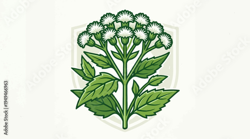 Eupatorium perfoliatum plant illustration with white flowers and green leaves.