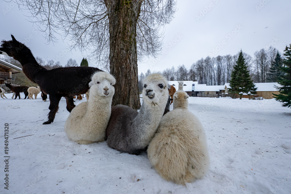 Naklejka premium Cream, gray, and white alpacas huddle by a bare tree in a snowy paddock, with more alpacas near wooden farm buildings and evergreen trees under an overcast sky.