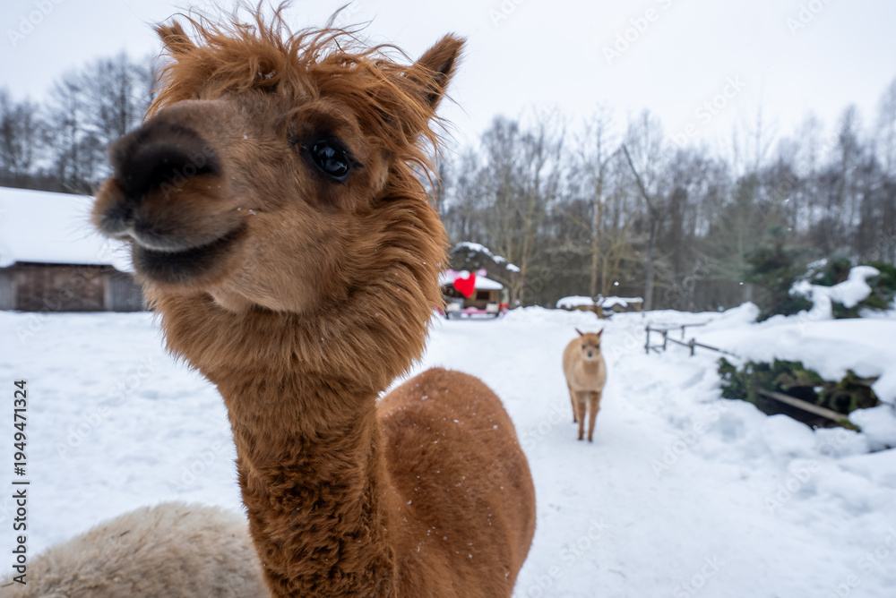 Obraz premium A curious brown alpaca fills the frame, muzzle near the lens, with another on a snowy path, rustic barns and fences, leafless trees, wide angle, overcast light.