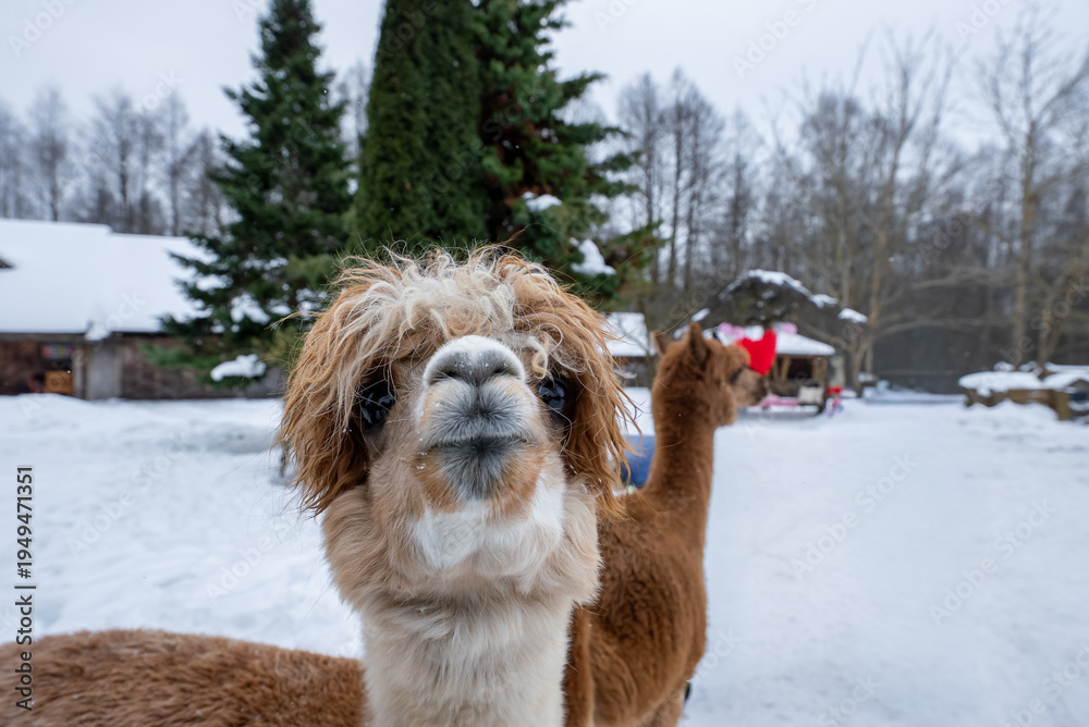 Fototapeta premium Two fluffy alpacas stand in a snowy farmyard. One gazes into the camera, another looks toward a small barn and a red sled. Soft light and shallow depth emphasize muzzles.