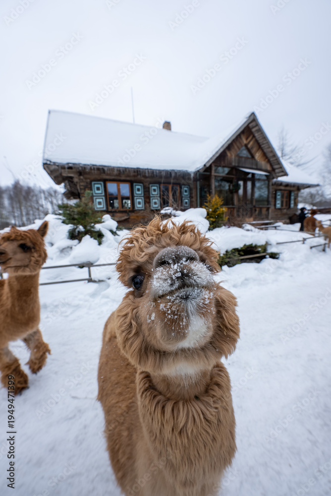 Fototapeta premium A curious alpaca stands near the lens with snow on its snout, another lingers left, in a snowy paddock by a rustic wooden lodge with steep roof and timber details.