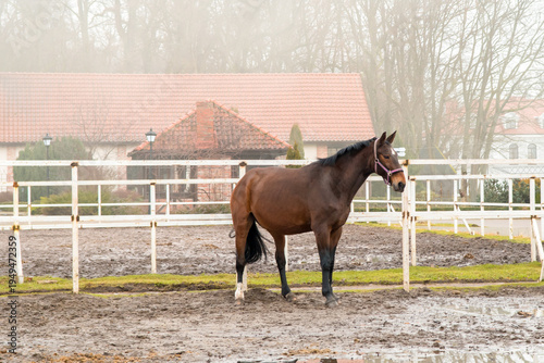 Tableau sur toile Brown horse standing in paddock on rural farm