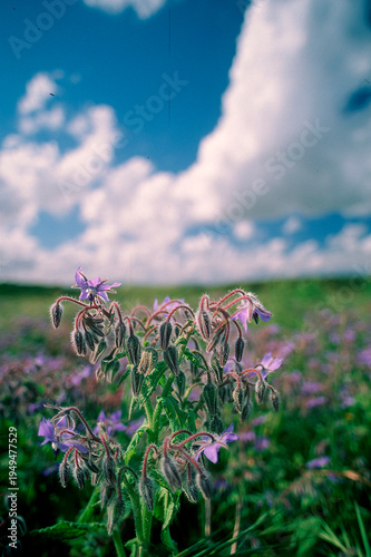 Borage or starflower (Borago officinalis) blue flowers of this bristly annual herb attractive to bees and other invertebrates. Sassari, Sardegna,Sardinia, Italy 
