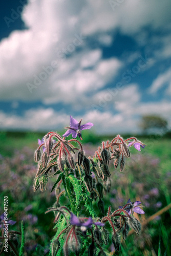 Borage or starflower (Borago officinalis) blue flowers of this bristly annual herb attractive to bees and other invertebrates. Sassari, Sardegna,Sardinia, Italy 