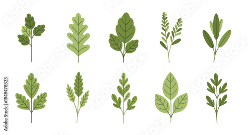 Collection of green leafy plants and foliage elements on white background