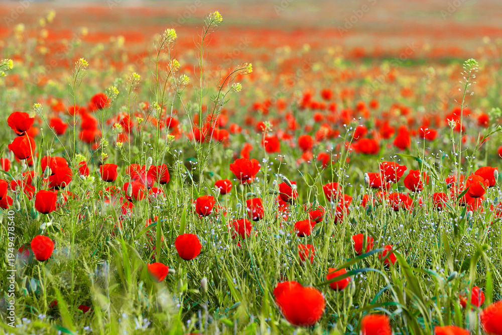 Ταπετσαρία Field of blooming red poppies forming a vibrant natural carpet in spring in Kaza