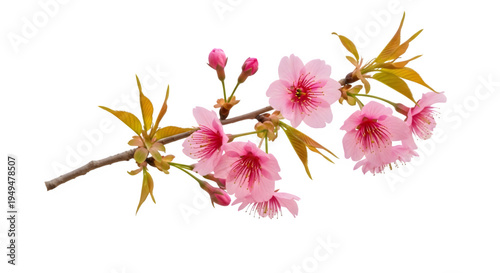 Pink cherry blossoms on a branch isolated on transparent background