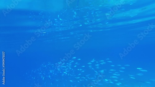 Diving in clear waters reveals a lively underwater ecosystem, showcasing schools of fish gracefully navigating their surroundings while sunlight filters through the surface.