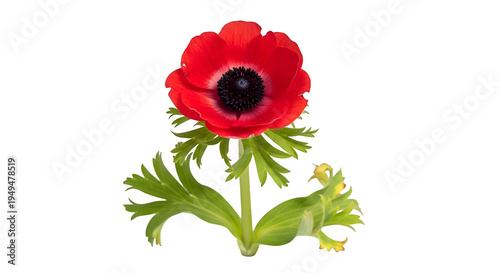 Vibrant red anemone flower with green leaves isolated on transparent background