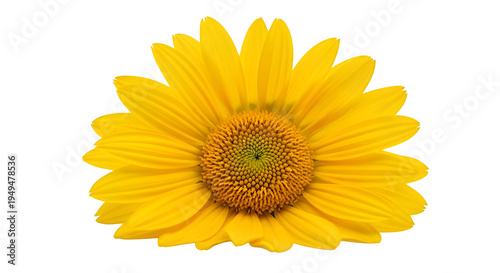 Vibrant yellow flower with orange center isolated on transparent background