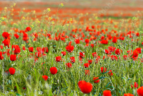 Bild auf Leinwand Field of blooming red poppies forming a vibrant natural carpet in spring in Kaza