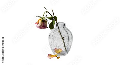 wilted flowers in a glass vase isolated on transparent background