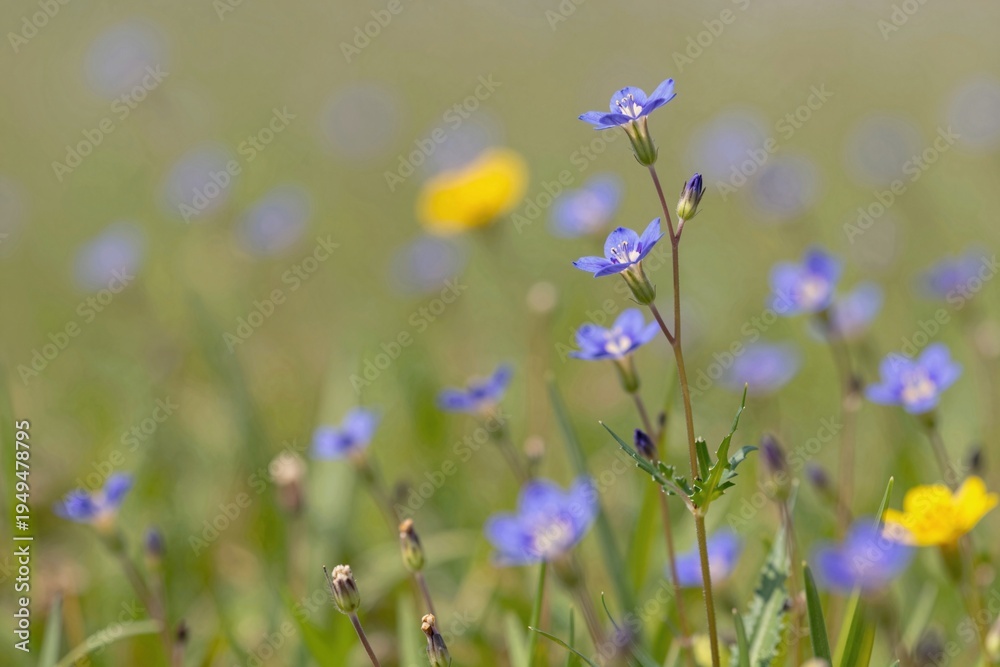 Fototapeta premium Blooming Bluebells in Spring Meadow