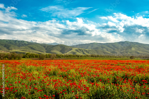 Photography Blooming red poppy fields with mountain landscape in the background in Kazakhstan