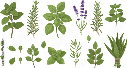 Herbal Plants and Medicinal Leaves Vector Collection Featuring Mint Basil Rosemary Lavender Aloe and Natural Healing Herbs Botanical Illustration Isolated on White Background.