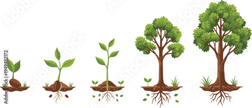 Tree Growth Stages Vector Illustration Showing Seed Germination Seedling Young Plant and Mature Tree with Roots Educational Botanical Lifecycle Diagram on White Background.