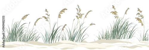 Coastal sea oats and beach grass with sandy dunes in flat minimalist vector illustration for environmental restoration and shoreline protection design